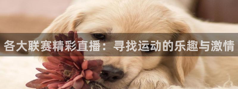 24直播网体育：各大联赛精彩直播：寻找运动的乐趣与激情